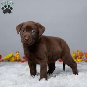 Heather, Chocolate Labrador Retriever Puppy